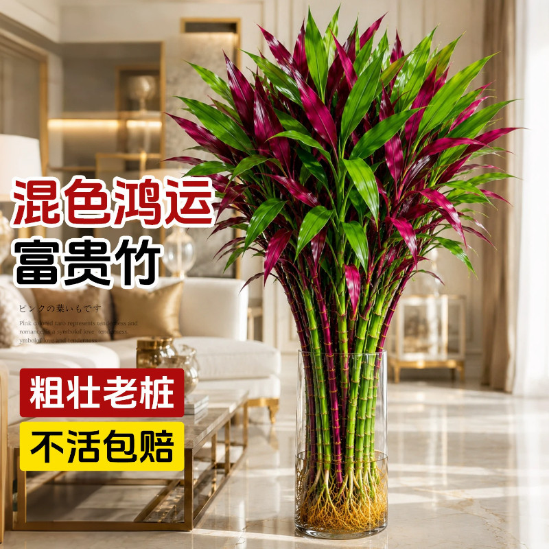 混色富贵竹水培植物鸿运竹客厅招财粗杆带根节节高升室内净化空气