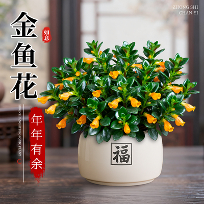 新品金鱼吊兰盆栽带花苞室内阳台秋冬好养活四季耐寒开花卉绿植物
