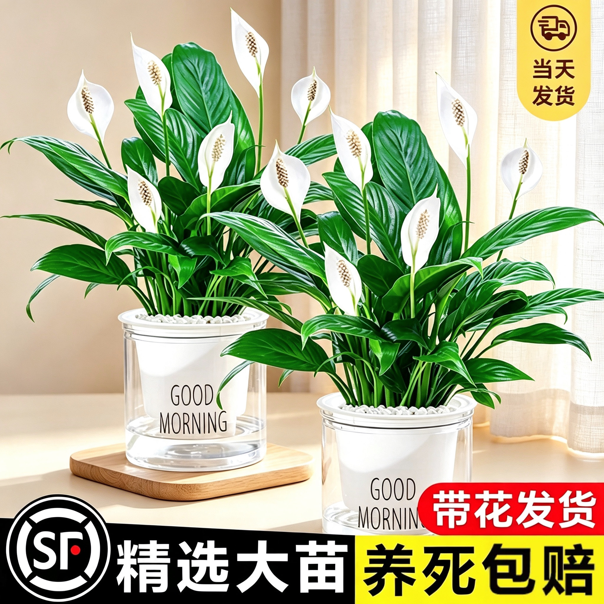 白掌绿植盆栽办公室内一帆风顺水培植物懒人适合养的花卉四季好养