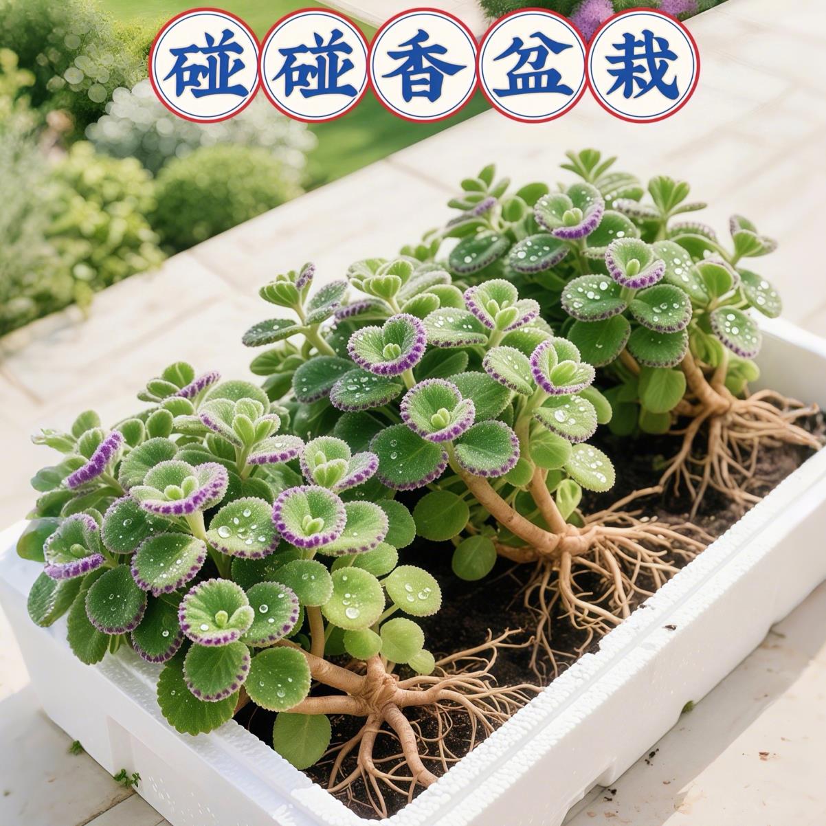 碰香盆栽可食用绿植驱蚊提