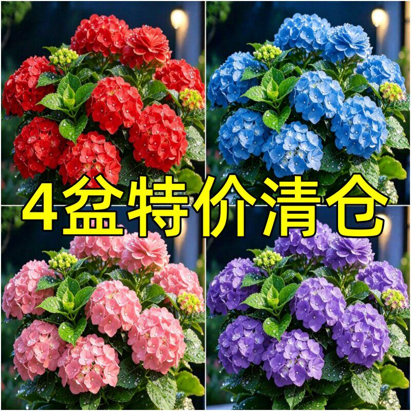 【四季开花】新品绣球花盆栽带花苞无尽夏花卉重瓣花植物室内绿植 - 实物图