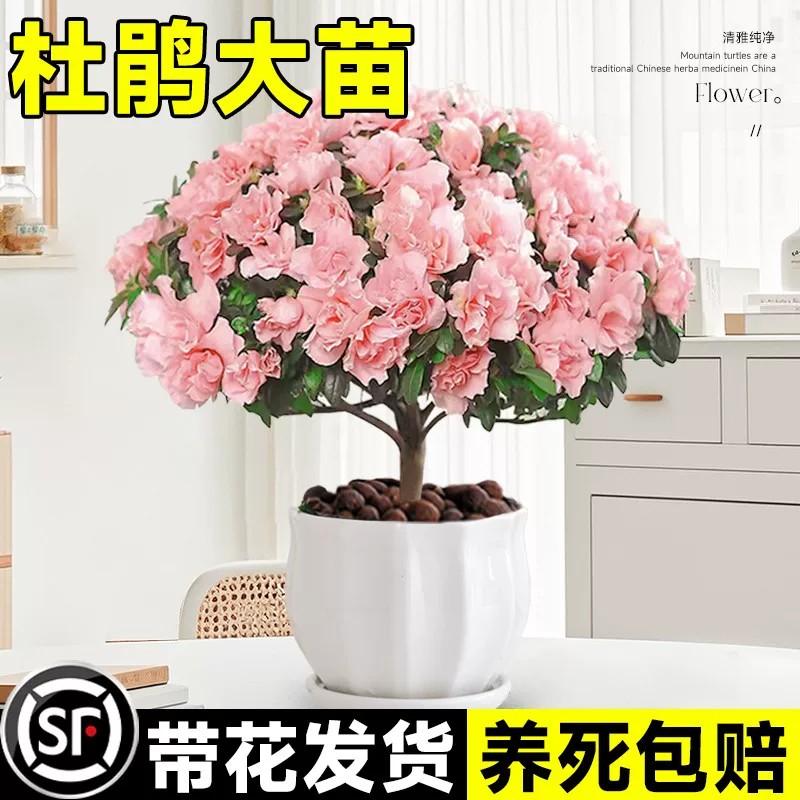 杜鹃花盆栽大苗带花苞多季开花阳台花卉植物室内花好养活绿植树苗图片