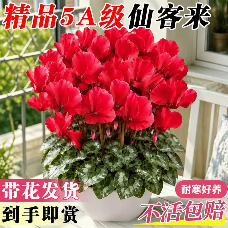 仙客来盆栽带花特大号兔子重瓣年宵花四季好养阳台室内开花卉植物