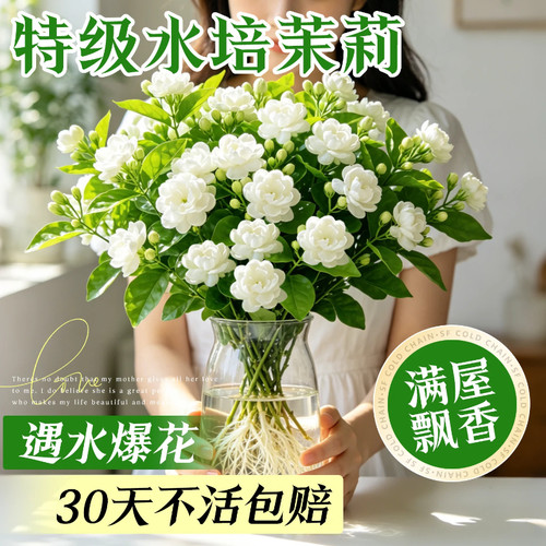 水培茉莉花带花苞花苗四季鲜花开花卉室内办公室桌面水养绿植好养