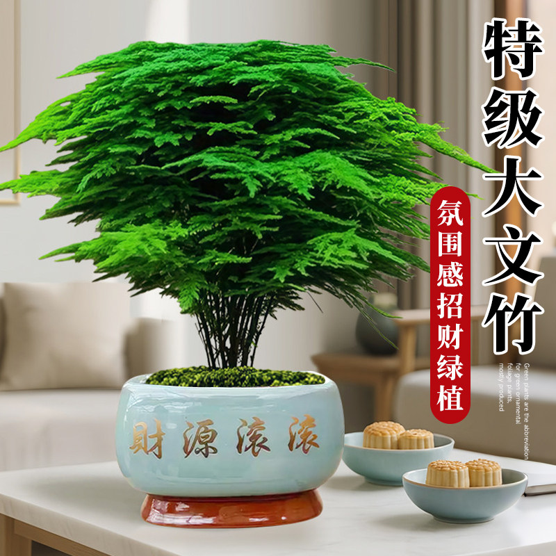 大文竹盆栽招财旺宅桌面盆景办公室绿植室内客厅中式禅意四季植物