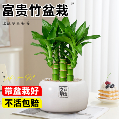 文昌竹4支金榜题名富贵竹室内桌面绿植小盆栽办公室植物四季好养