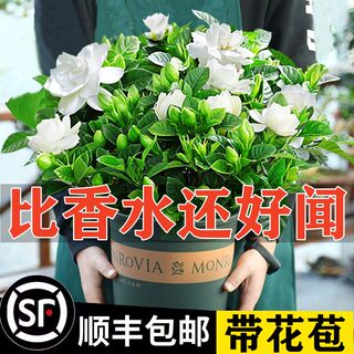 栀子花苗盆栽带花苞九里香老桩驱蚊花卉植物室内浓香四季开花好养