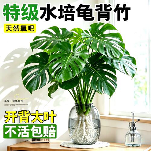 老桩大叶龟背竹开背盆栽水培网红北欧除甲醛室内客厅绿植净化空气