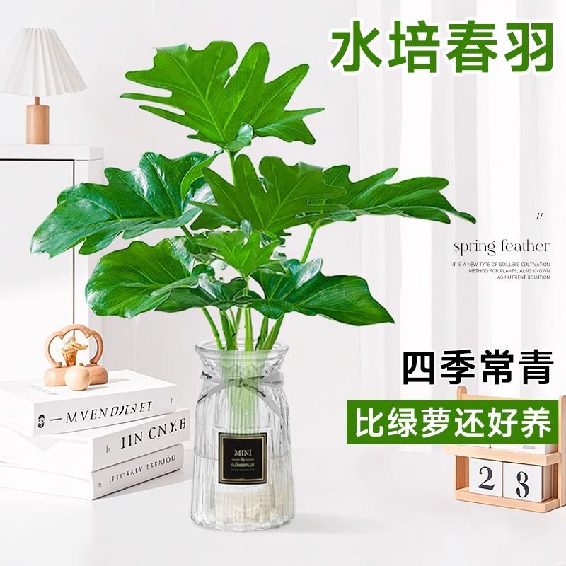水培植物春羽盆栽蔓绿绒室内龟背竹春雨绿植常青绿萝好养办公桌面
