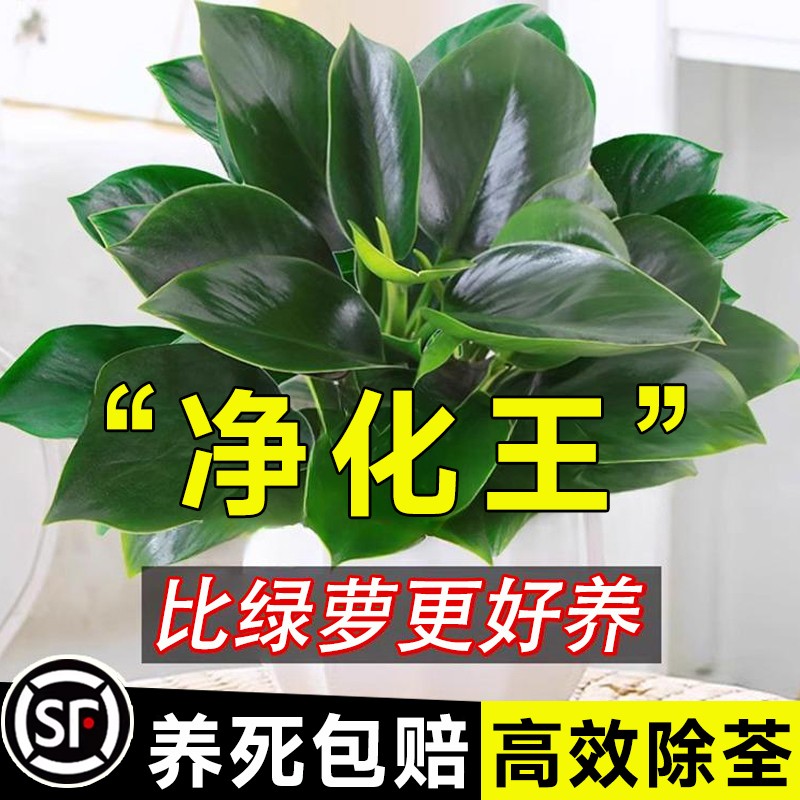 金钻盆栽除甲醛绿植绿萝室内植物花卉水培办公室桌面四季好养多肉图片