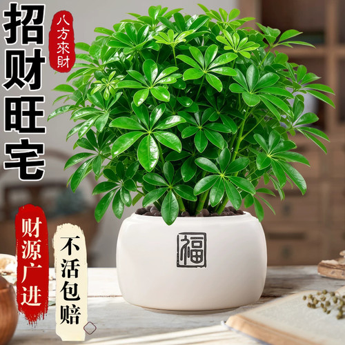 鸭脚木盆栽八方来财室内招财旺宅办公室桌面工位绿植盆景四季常青