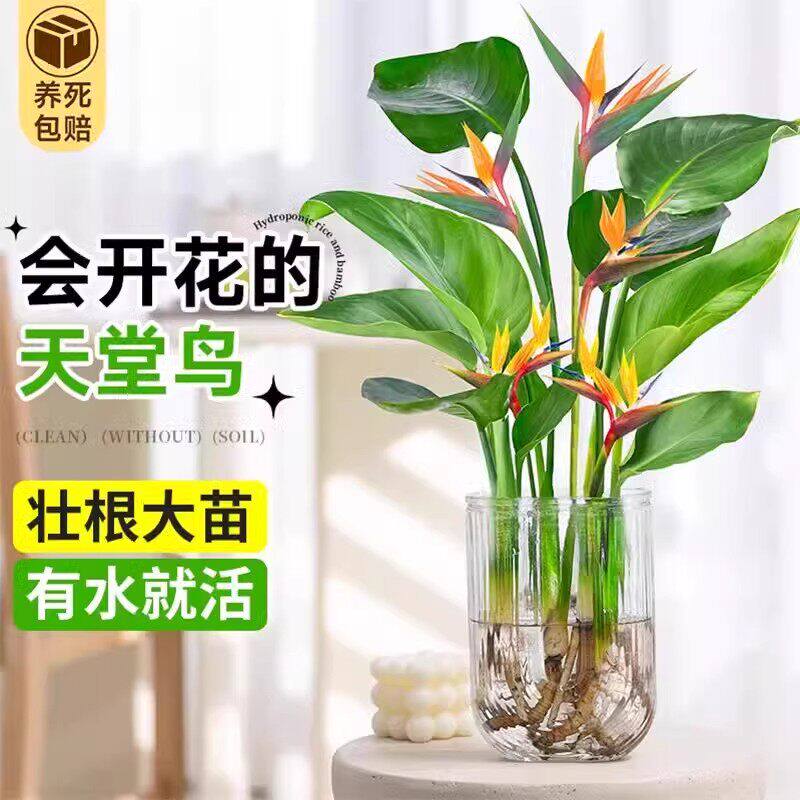 水培植物天堂鸟绿植盆栽花卉植物室内客厅无土水培龟背竹四季常绿图片