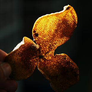 [学茶严选]2025年梅江塞口围圈枝 - 新会核心