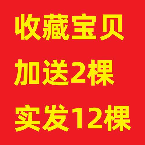 生石花2年苗价格 生石花2年苗图片 星期三