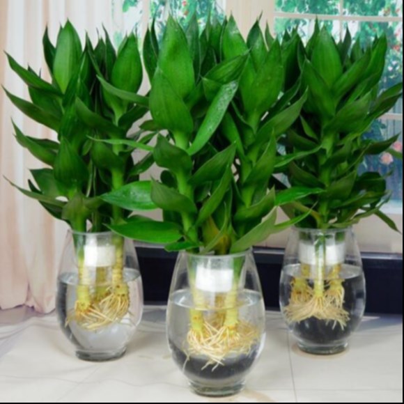 观音竹 富贵竹水培绿植花卉室内盆栽办公室水养盆景
