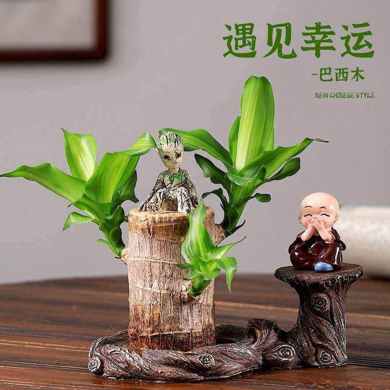 巴西木水养幸运木盆栽带芽发货情侣款水培植物室内花四季盆景