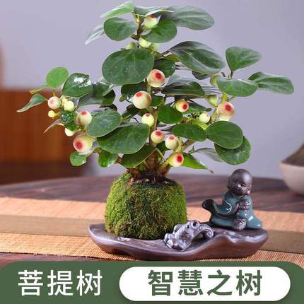 小盼菩提树盆栽四季常青好养活办公室内桌面植物花卉盆景