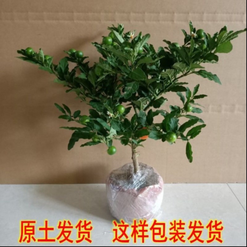 冬珊瑚吉庆果看樱桃开心桃珊瑚豆盆栽花卉室内客厅办公室观果植物