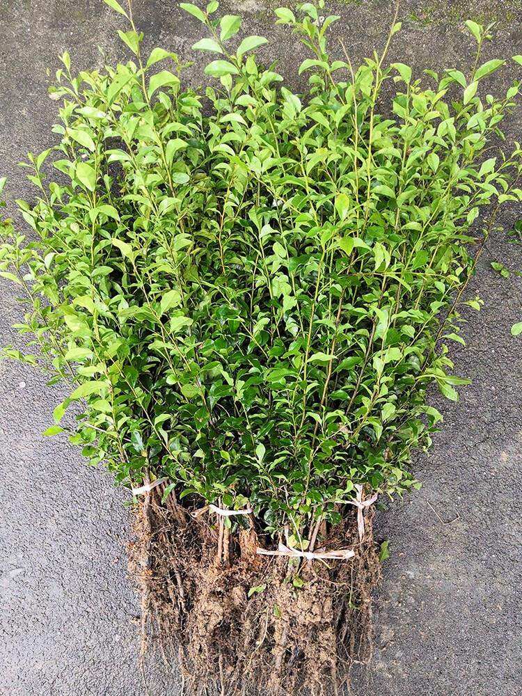 金弹子树苗种子金蛋子盆景栽苗盆栽练手桩自培金弹小苗血红果