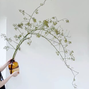 山归来水培植物鲜切枝条蔷薇果绿植插花日式造型家用装饰摆件