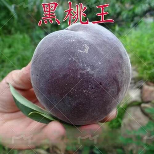 桃树新品种中华黑桃王桃树苗黑桃皇后树苗嫁接当年结果南北方种植