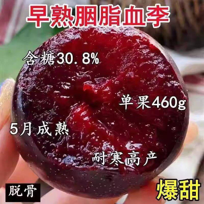 超甜胭脂血李子树苗嫁接特大果红心鸡血李子苗当年结果南北方种植