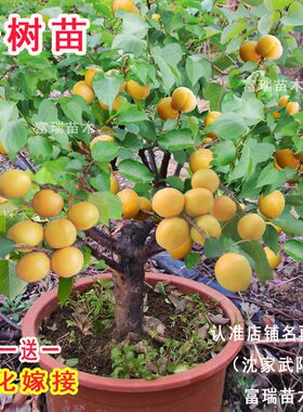 杏树苗嫁接矮化甜子南方北种