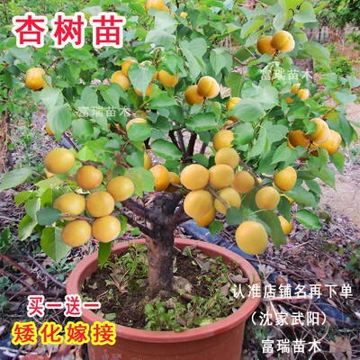 杏树苗嫁接矮化甜子南方北种