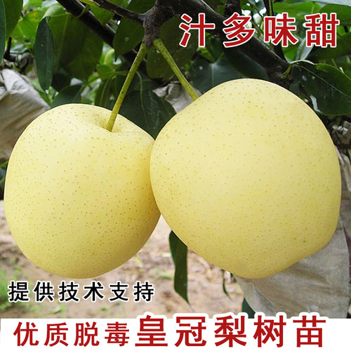 皇冠梨树苗香酥特大黄嫁接南