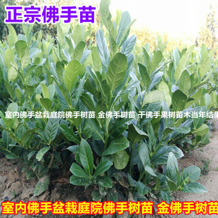 室内佛手盆栽庭院佛手树苗 金佛手树苗 千佛手果树苗木当年结果