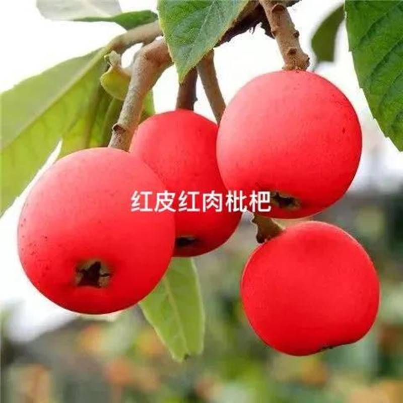 正宗无核砂糖红枇杷树苗南方
