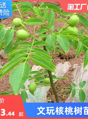 文玩核桃树苗麻核桃蛤蟆头门墩四座楼白狮子头宫灯三棱苗当年结果