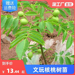 文玩核桃树苗麻蛤蟆头门墩四