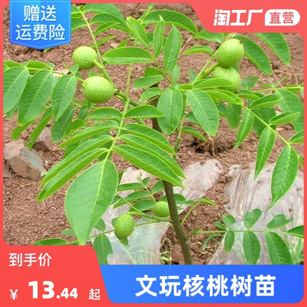 文玩核桃树苗麻核桃蛤蟆头门墩四座楼白狮子头宫灯三棱苗当年结果