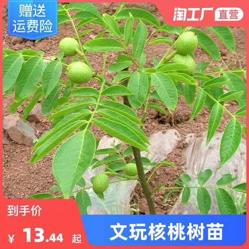 文玩核桃树苗麻蛤蟆头门墩四