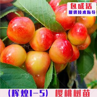 嫁接辉煌1-5樱桃树苗特大鲁樱5号黄色蜜甜大樱桃树果苗盆栽地栽苗