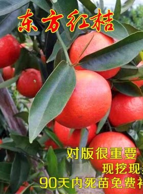 柑桔新品种 东方红桔树苗 嫁接桔子苗 东方红桔苗 沙糖桔红橘树苗