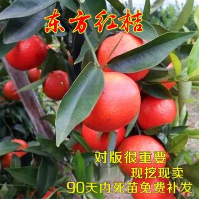 柑桔新品种 东方红桔树苗 嫁接桔子苗 东方红桔苗 沙糖桔红橘树苗
