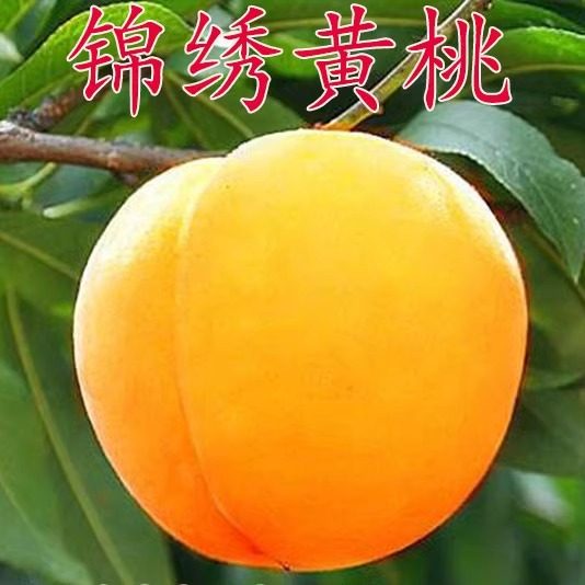 嫁接桃树苗 新品种黄桃苗 奉贤锦绣黄桃树苗 南方北方种植果树苗