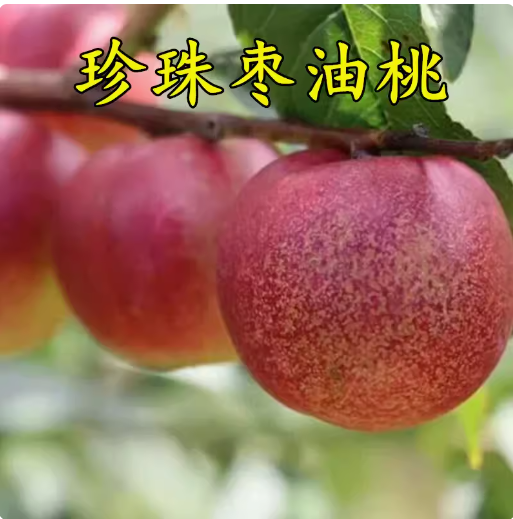 嫁接桃树苗 珍珠枣油桃树苗 冰糖大枣味 油桃果树苗南方北方种植