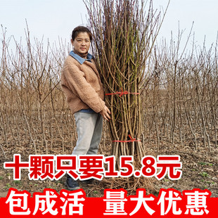 嫁接桃树果苗活苗盆栽地栽油桃黄桃果苗血桃树果苗冬桃南北方种植