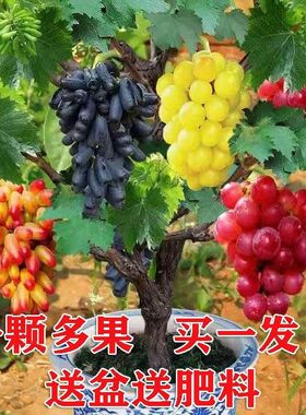 葡萄树苗四季盆栽不爬藤无