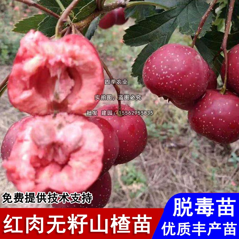 新品种嫁接红肉无籽山楂树活苗甜山楂苗南北方种植当年结果果树苗 鲜花速递/花卉仿真/绿植园艺 果树 原图主图