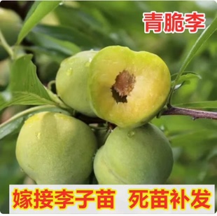 李子树苗 青脆脱骨李晚熟酥李四川南方种植清脆脆红李地栽嫁接苗