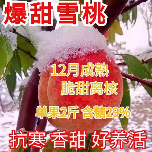 嫁接特大晚熟雪桃苗冬树