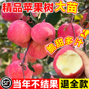 苹果树果苗盆栽嫁接红富士冰糖心树苗活地栽矮化南北果树当年结果