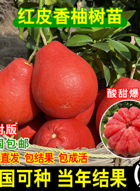 暹罗红柚苗皮香树水果子
