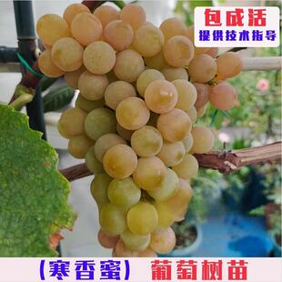 无核寒香蜜葡萄树苗嫁接香密葡萄树果苗庭院盆地栽晚熟爬藤葡萄苗