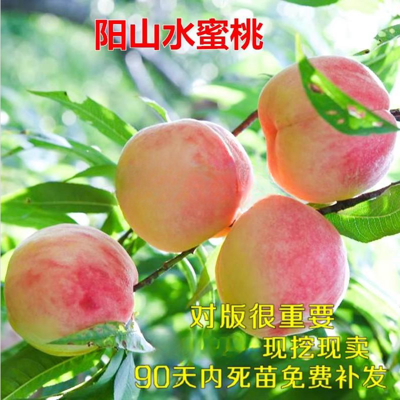 果园良种嫁接阳山水蜜桃树苗南方北方种植地栽庭院湖景蜜露果树苗