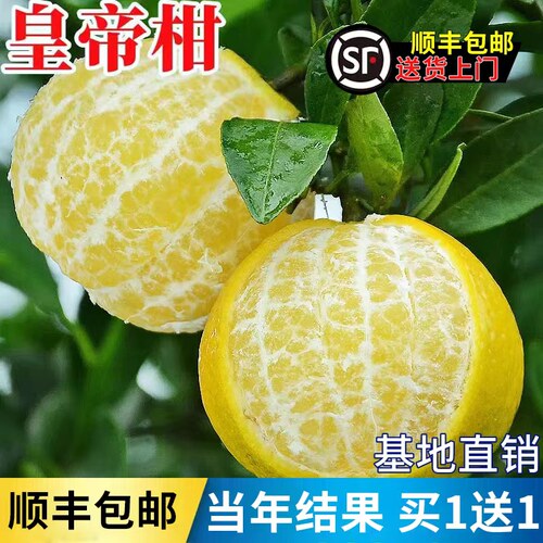 皇帝柑树苗带土南北方地栽大